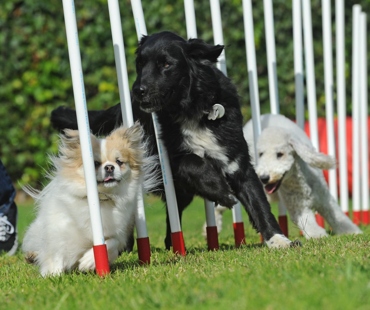 Agility – Tactichien